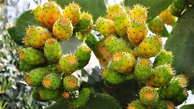 تحذير خطير من انتشار حشرة قرمزية تهدد التين الشوكي 