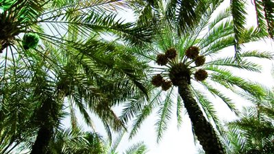 إصابة مزارع سقط من نخلة بطول 8 أمتار بالمنيا