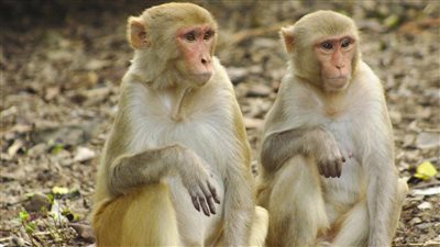 وباء جديد.. دراسة تحذر من فيروسات في القرود يمكنها إصابة البشر