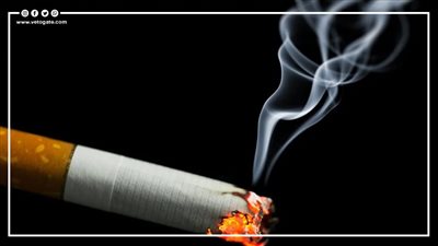 أرقام عن معدلات التدخين في مصر | إنفوجراف