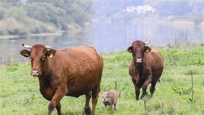 قطيع من الأبقار يتبنى خنزيرا صغيرا