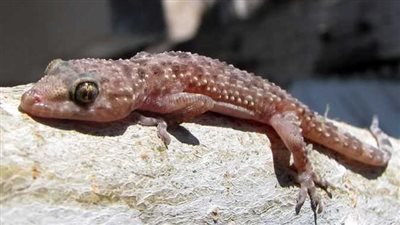 تسبب أمراضا جلدية وتنفسية خطيرة.. طرق التخلص من الأبراص في المنازل