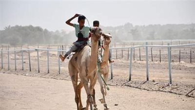 تفاصيل مهرجان الهجن الدولي في الوادي الجديد | صور
