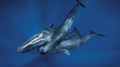 صفعات وصراخ لمدة 3 ساعات.. أغرب معركة بين نوعين من الحيتان | فيديو