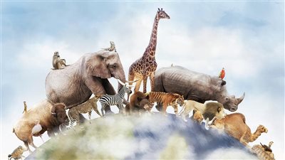 في اليوم العالمي للرفق بالحيوان.. الأنواع المهددة بالانقراض في مقدمة اهتمامات الجمعيات 