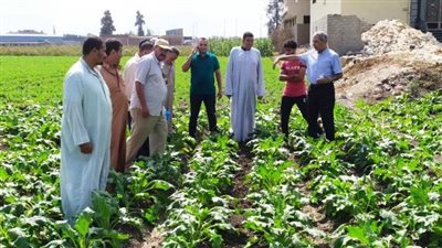زراعة الشرقية تنظم مدرسة حقلية إرشادية عن محصول البنجر 