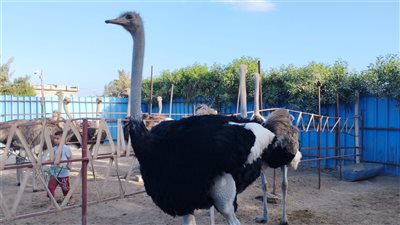 ماذا فعل التطور في أكثر من 60 نوعا من الطيور على مدار التاريخ