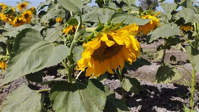 رحلة أقراص عباد الشمس من شراء التقاوي لحصاده وبيعه بالأسواق |فيديو 