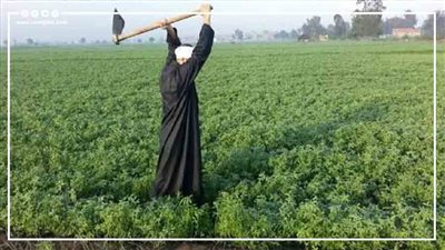 الزراعة، كيف تساهم التقنيات الحديثة في تعزيز إنتاج الفلاح المصري؟