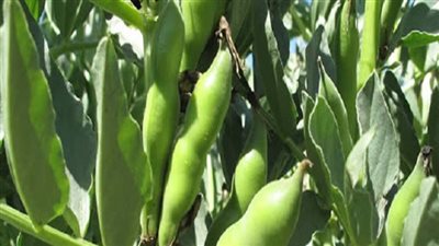 لزيادة الإنتاجية وتجنب الأمراض.. 7 توصيات مهمة لمزارعي الفول البلدي