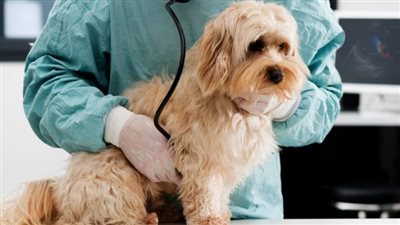 تعرف على عقوبة فتح عيادة بيطرية مخالفة