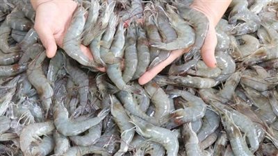 الجمبري يسجل 250 جنيهًا..أسعار الأسماك اليوم الخميس 6 -10-2022 في البحيرة 