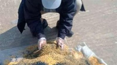 الأحد.. انطلاق الحملة القومية لمكافحة القوارض للحفاظ على المحاصيل بأسيوط 