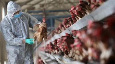 البرازيل تعلن لأول مرة رصد إصابات بإنفلونزا الطيور شديدة العدوى