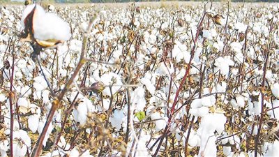 في اليوم العالمي.. تعرف على جهود وزارة قطاع الأعمال لإعادة القطن المصري للصدارة