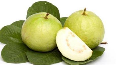 فوائد أوراق الجوافة.. أفضل علاج للكحة والبلغم وتخلصك من الوزن الزائد