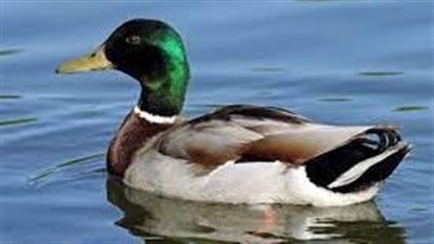 تفسير رؤية البط في المنام وعلاقته بالسفر إلى الخارج