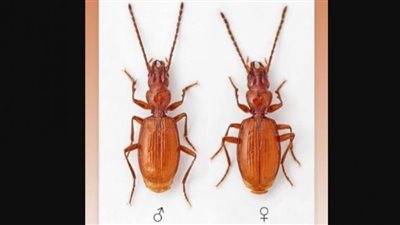 إطلاق اسم رياضي شهير على نوع جديد من الخنافس 