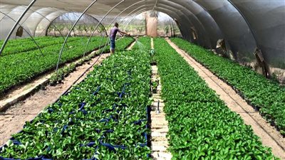 البرازيل تفتح أسواقها أمام صادرات مصر من شتلات الفراولة