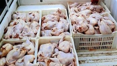 مصادرة 6 أطنان دواجن فاسدة داخل مجزر في الجيزة