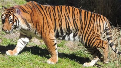 الشرطة الهندية تقتل نمرًا أكل 9 أشخاص 