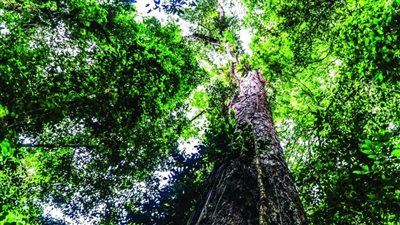 علماء يصلون إلى أطول شجرة في غابة الأمازون