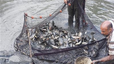 جامعة بنها تبدأ حصاد سمك البلطي من مزارعها