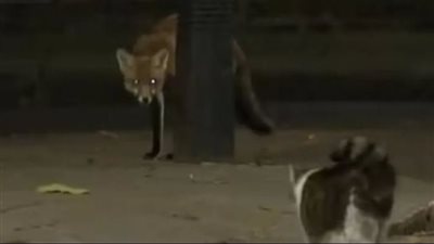 معركة بين كبير صائدي الفئران وثعلب في مقر الحكومة البريطانية|فيديو