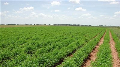 الزراعة: ارتفاع الحرارة في فصل الربيع يؤثر على المحاصيل والفواكه