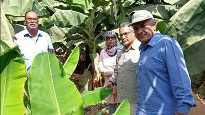 زراعة الإسماعيلية تواصل جولاتها التفقدية بحدائق الموز | صور