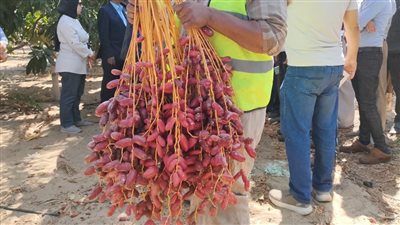 نائبة محافظ البحيرة تتفقد أعمال جني ثمار البلح بإدكو 