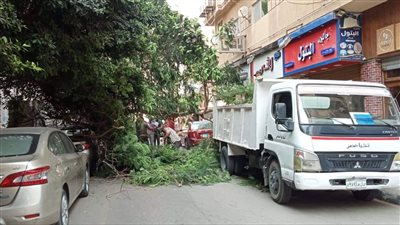 سقوط شجرة ضخمة بسبب سوء الأحوال الجوية في الإسكندرية | صور
