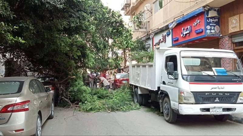 سقوط شجرة ضخمة بسبب