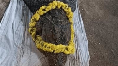 لم تهاجم إنسانا.. جنازة مهيبة لتمساحة نباتية في الهند