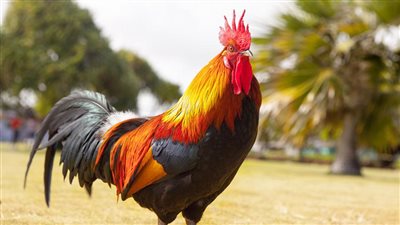 تفسير حلم الديك في المنام وعلاقته بالحصول على مال كثير قريبا 