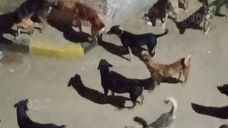 الكلاب الضالة فى