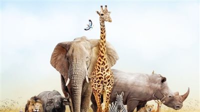 انخفاض عدد الحيوانات البرية في العالم 69% خلال نصف قرن