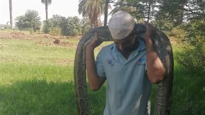 تشبه الأناكوندا.. ثعابين الأصلة تثير الرعب بين أهالي السودان