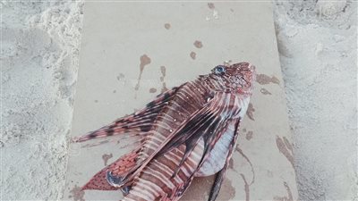 سامة وأشواكها حادة.. حكاية ظهور سمكة الأسد على سواحل مطروح.. وجمعية الصيادين تحذر: إصابتها تسبب آلاما شديدة وتحتاج علاجا كثيرا|صور