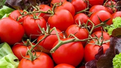 استمرار ارتفاع الطماطم.. أسعار الخضار والفاكهة اليوم 14-10-2022 بالإسماعيلية