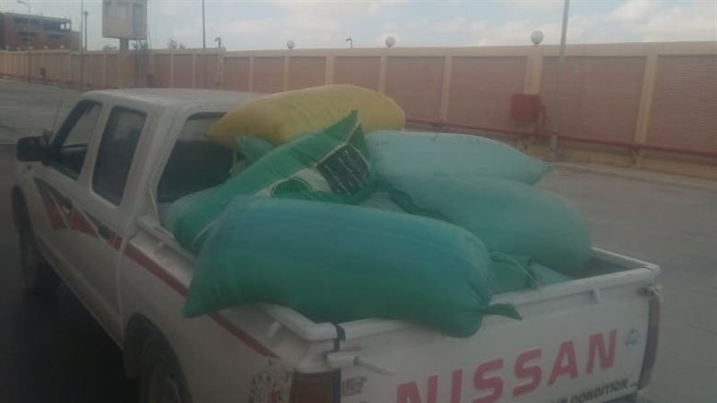 الاسكندريه 