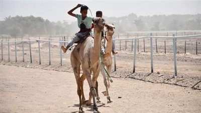 انطلاق مهرجان الهجن الأول بالسلوم بمشاركة ما يزيد عن 405 هجين.. غدًا