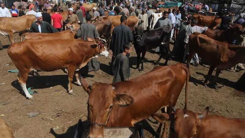 الأبقار والجاموس،
