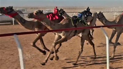 استئناف مهرجان الهجن الأول بالسلوم.. و2000 درهم للفائز الأول | صور