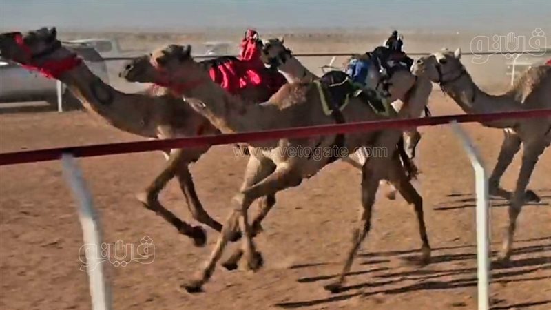 مهرجان الهجن بالسلوم