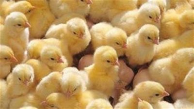 كيف تحرك البرلمان للرد على 