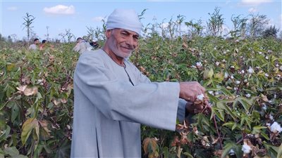 مزارعو البحيرة يبدأون في حصاد الذهب الأبيض بأراضي المحافظة | فيديو