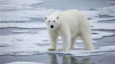 فيديو لدب قطبي يزحف على الجليد 