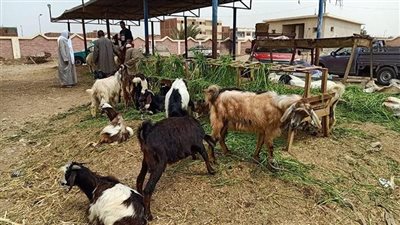 تحصين 11 ألف رأس ماعز وأغنام ضد طاعون المجترات الصغيرة ببني سويف