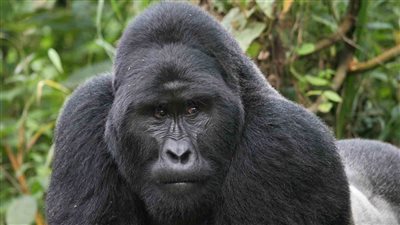 تفسير رؤية الغوريلا فى المنام وعلاقتها بالحصول على أموال حرام 